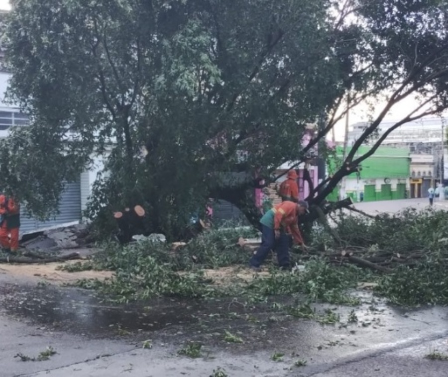 Árvore tomba no Centro de Manaus durante chuva e interdita trânsito na